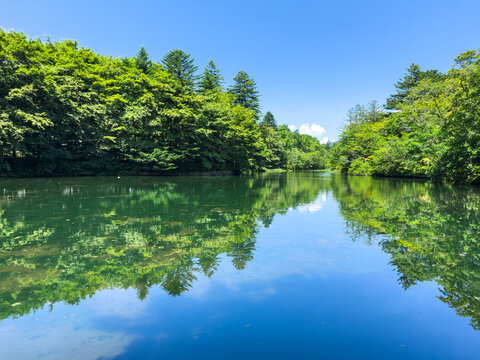 雲場池の水面に映る木々