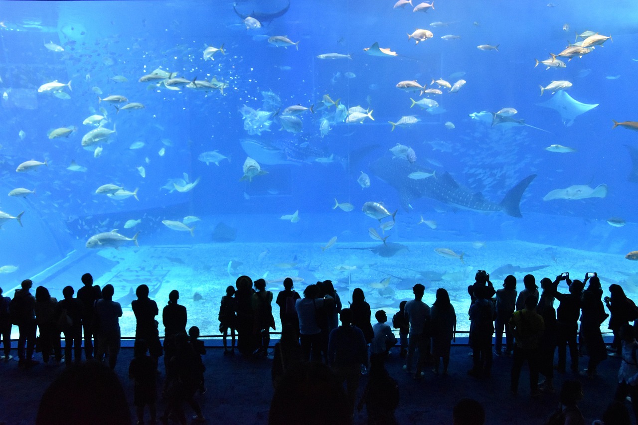 沖縄美ら海水族館の黒潮の海水槽を泳ぐジンベエザメと観覧する人々