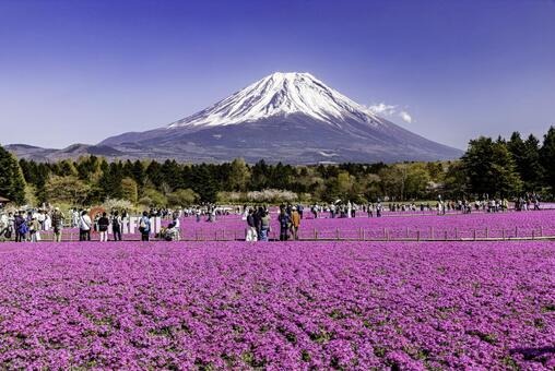 富士山と芝桜まつりの絶景
