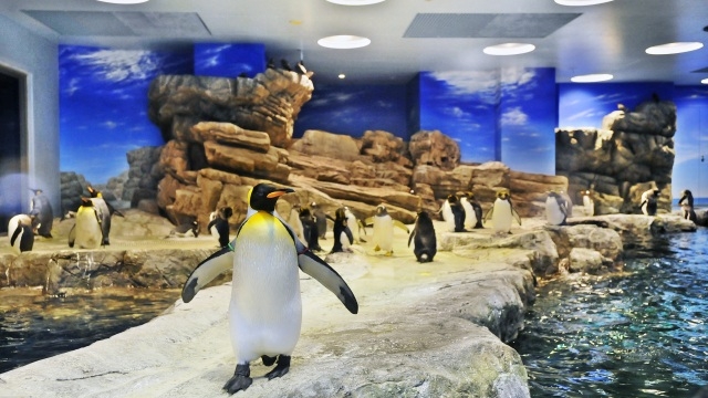 海響館のペンギン村