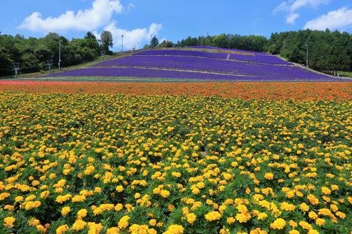 北星山ラベンダー園の紫の斜面