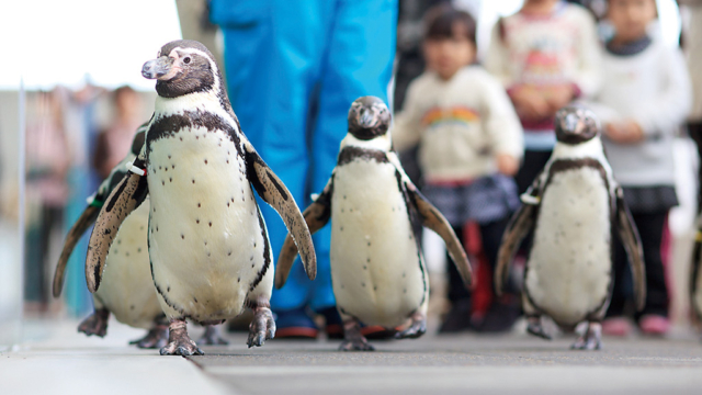 城崎マリンワールドのペンギン