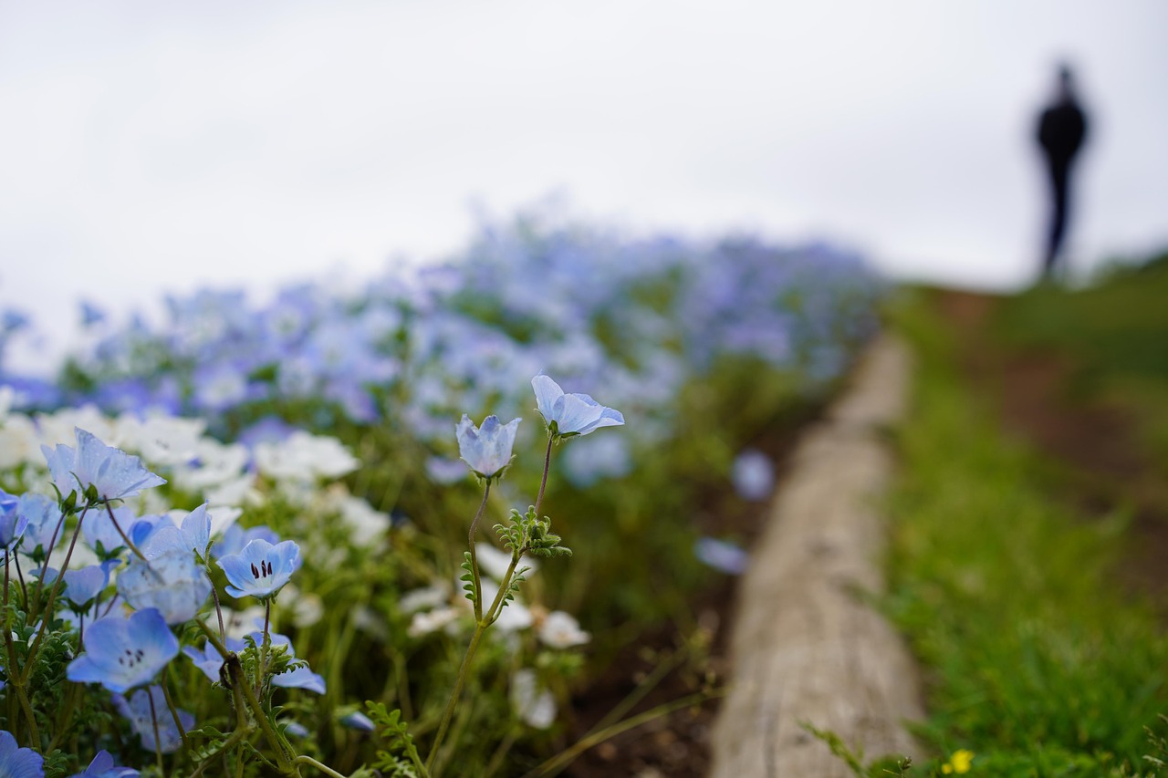 ネモフィラのクローズアップ