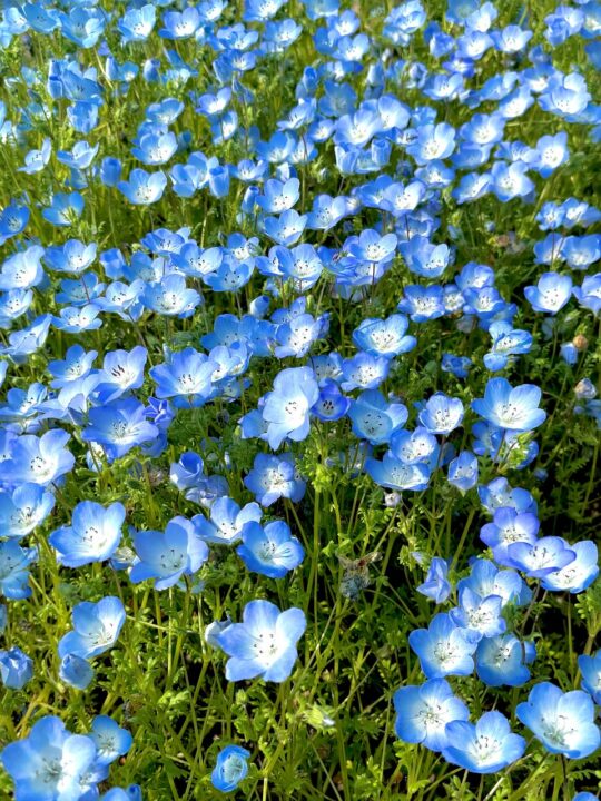 ひたち海浜公園のネモフィラの丘一面に広がる青い花畑