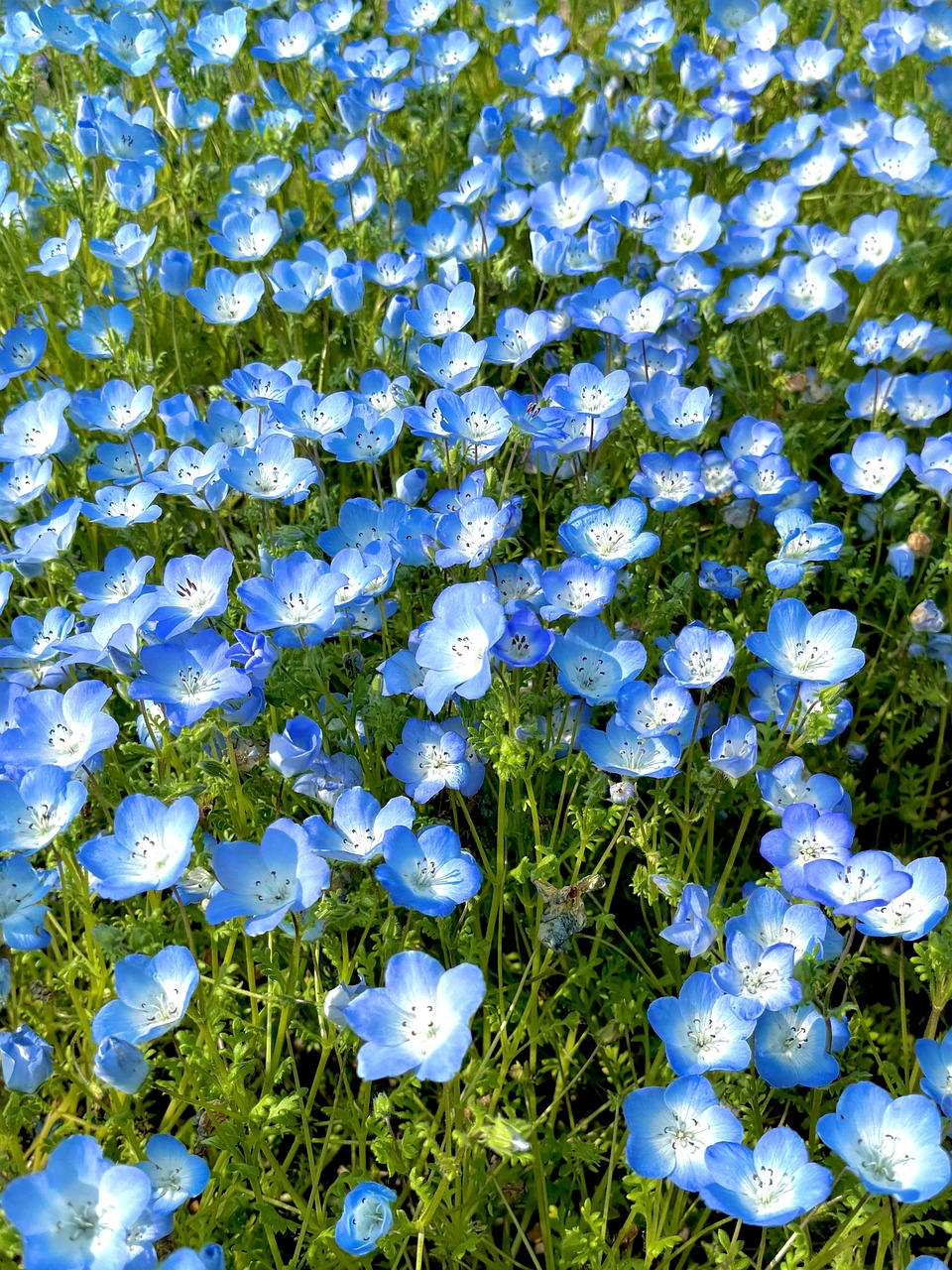 ひたち海浜公園のネモフィラの丘一面に広がる青い花畑