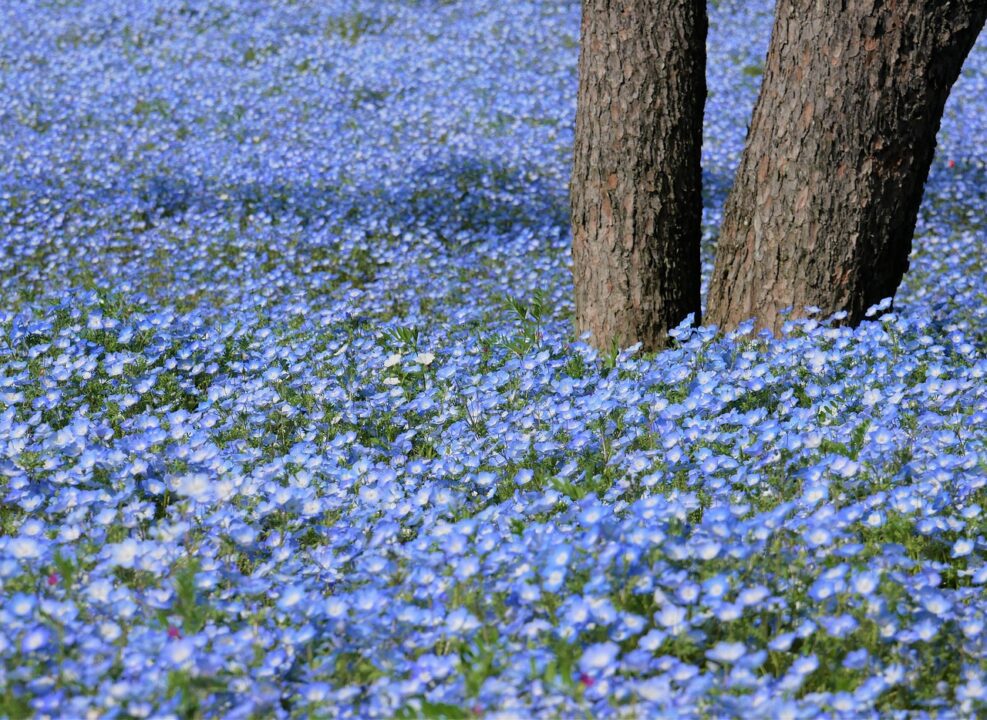 青いネモフィラの花畑