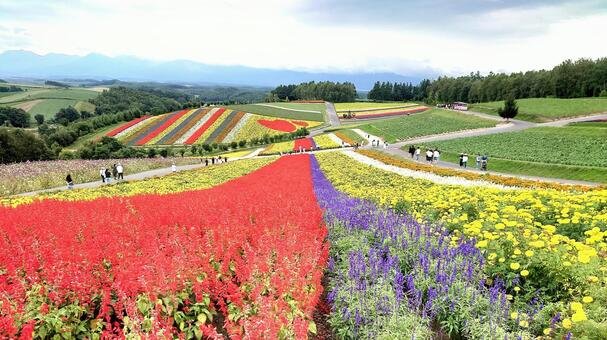 四季彩の丘のカラフルな花畑