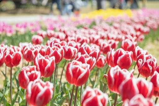 となみチューリップフェアのチューリップ畑