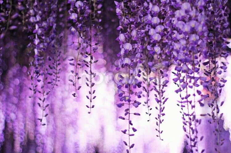 藤のライトアップ（あしかがフラワーパーク）